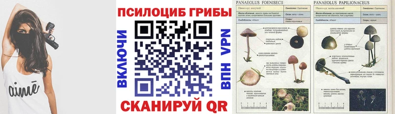 хочу наркоту  Бабаево  Галлюциногенные грибы Psilocybine cubensis 